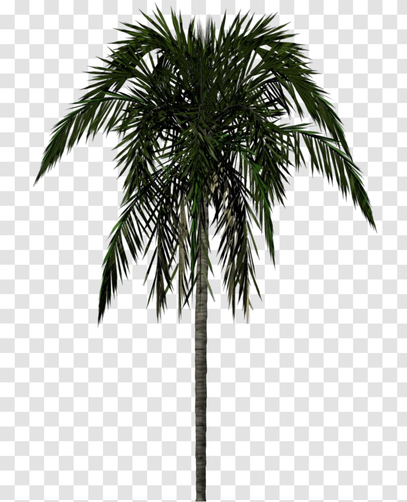 Archontophoenix Alexandrae Tree Rendering - Borassus Flabellifer - Palm Transparent PNG
