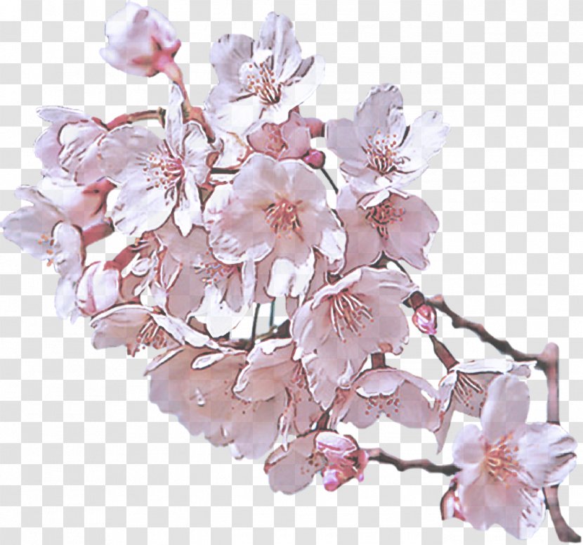 Cherry Blossom - Plant - Prunus Spring Transparent PNG