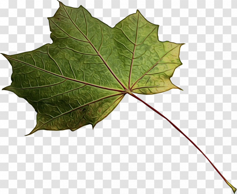 Maple Leaf Transparent PNG