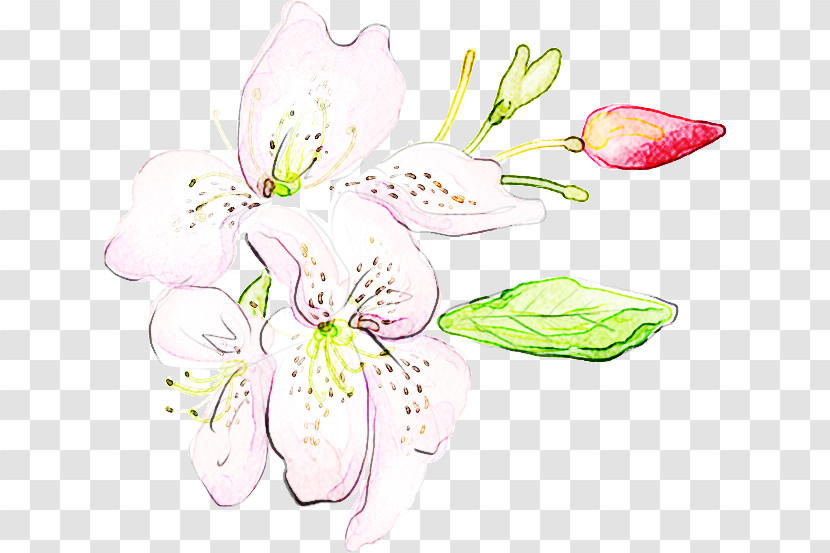 Flower Plant Petal Peruvian Lily Pink Transparent PNG