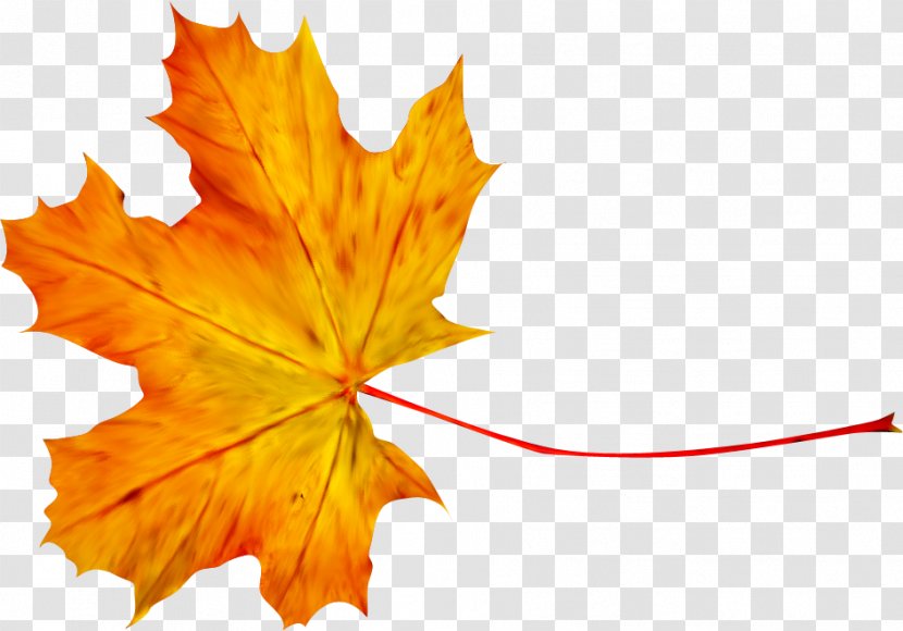 Autumn Leaf Photography Clip Art - Digital Image - Maple Transparent PNG