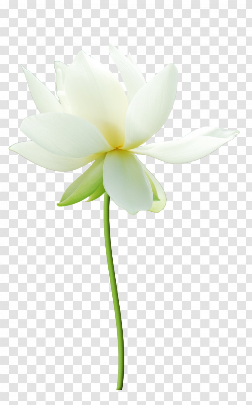 Nelumbo Nucifera White Petal - Flowering Plant - HD Lotus Transparent PNG