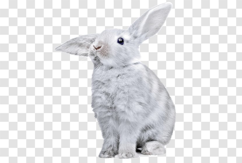 Hare European Rabbit Domestic Transparent PNG