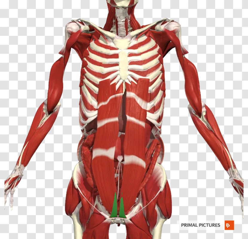 Muscle Abdomen Shoulder Arm Joint - Cartoon - Abdominal Muscles Transparent PNG