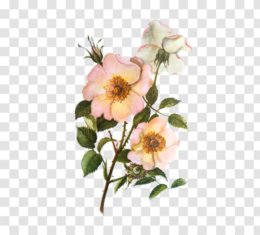 Dog-rose Cabbage Rose Garden Roses Glaucous Dog Sweet-Brier - Rascal Transparent PNG