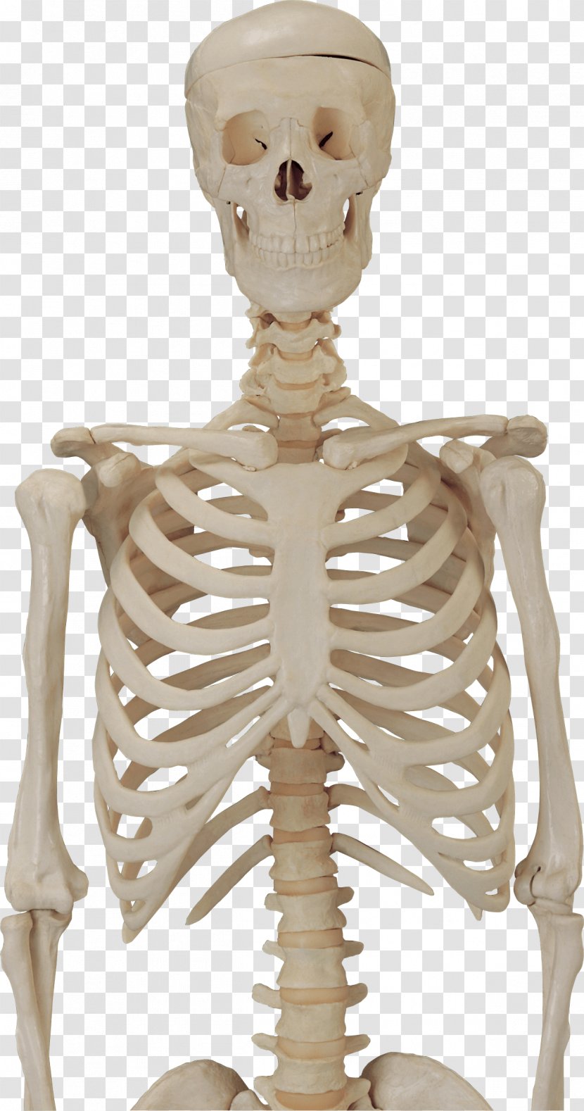 Human Skeleton Clip Art - Silhouette - Image Transparent PNG