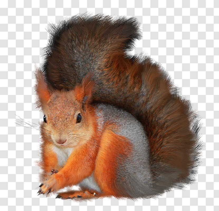 Tree Squirrels GIMP Clip Art - Fur - 86 Transparent PNG