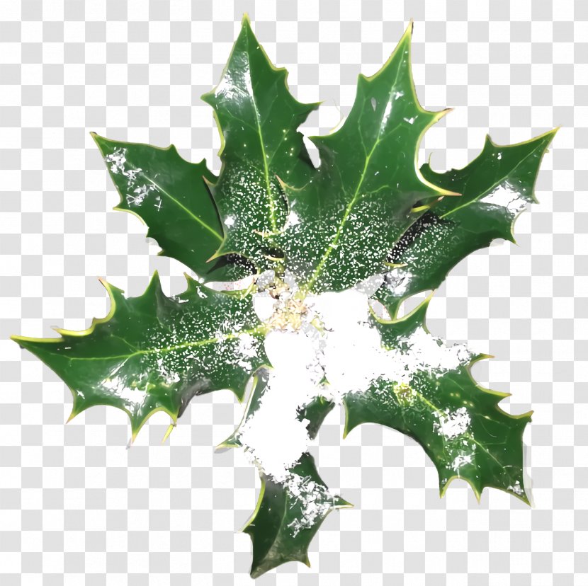 Christmas Holly Ilex - Flower - Scarlet Oak Tree Transparent PNG