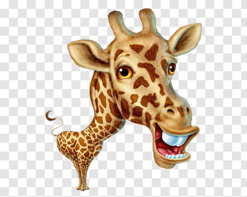 Baby Giraffes Can't Dance Animal Clip Art - Funny - Giraffidae Transparent PNG