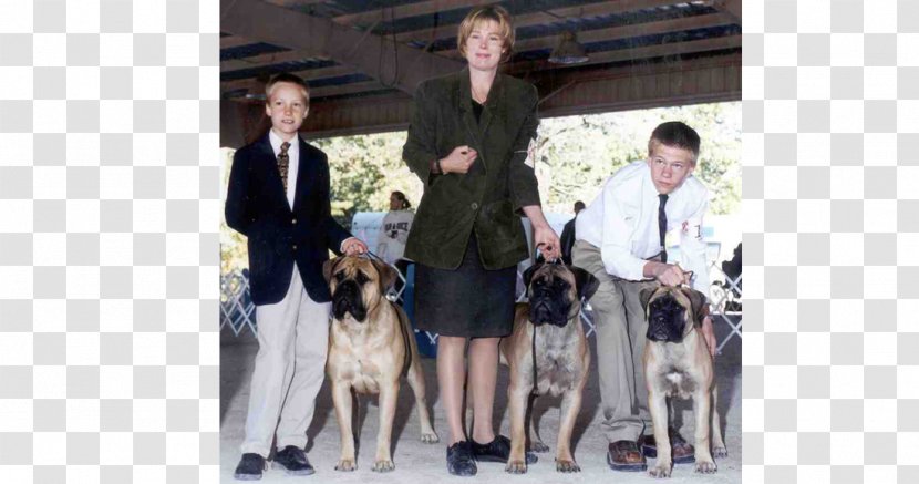 Dog Breed Great Dane Fashion - Like Mammal - Bullmastiff Transparent PNG