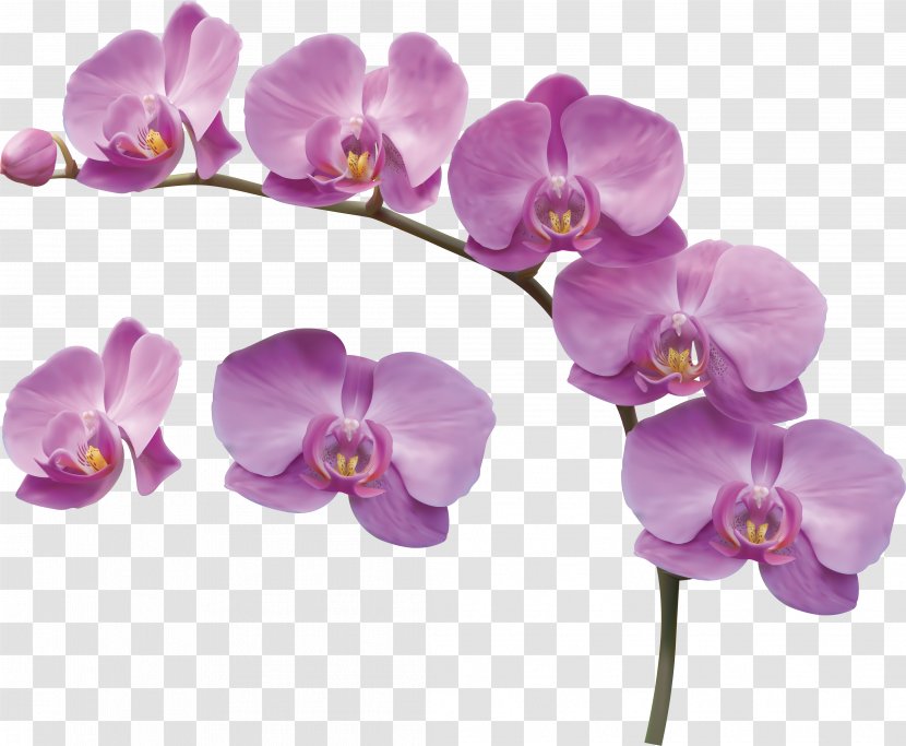 Moth Orchids Flower Desktop Wallpaper Cattleya Warneri - Orchid Transparent PNG