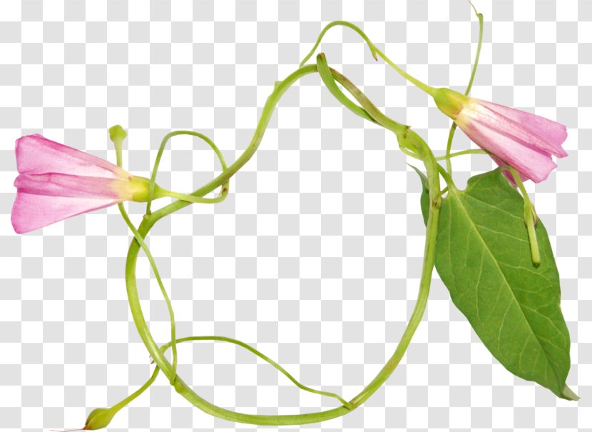 Clip Art - Flowering Plant - Flower Transparent PNG