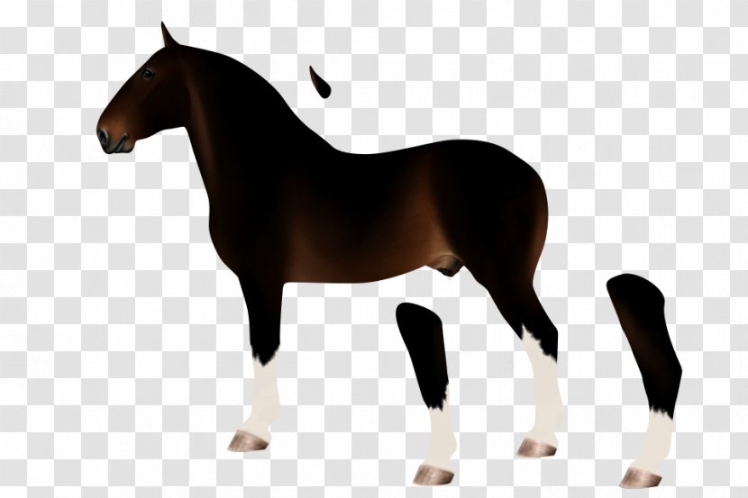 Stallion Mare Morgan Horse Selle Français Mustang - Pony Transparent PNG