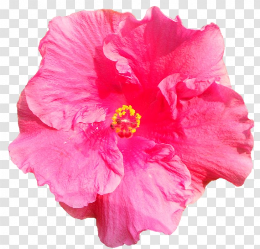 Shoeblackplant Flower Tropics ハイビスカス - Red Transparent PNG