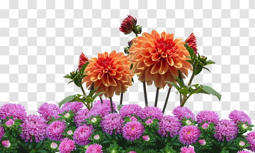 Dahlia Flower Garden Desktop Wallpaper - Plant Transparent PNG