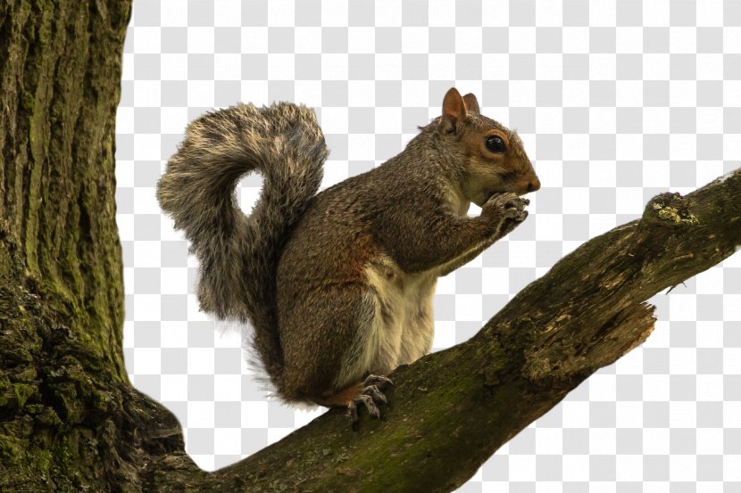 Red Squirrel Rodent - Tree Transparent PNG