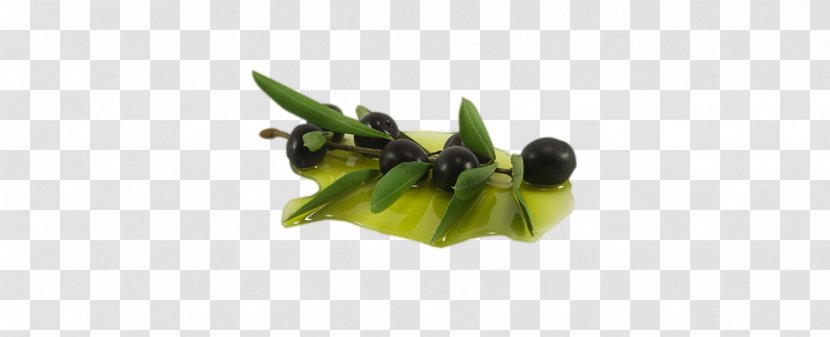 Olive Leaf Oil Extract - Essential Transparent PNG
