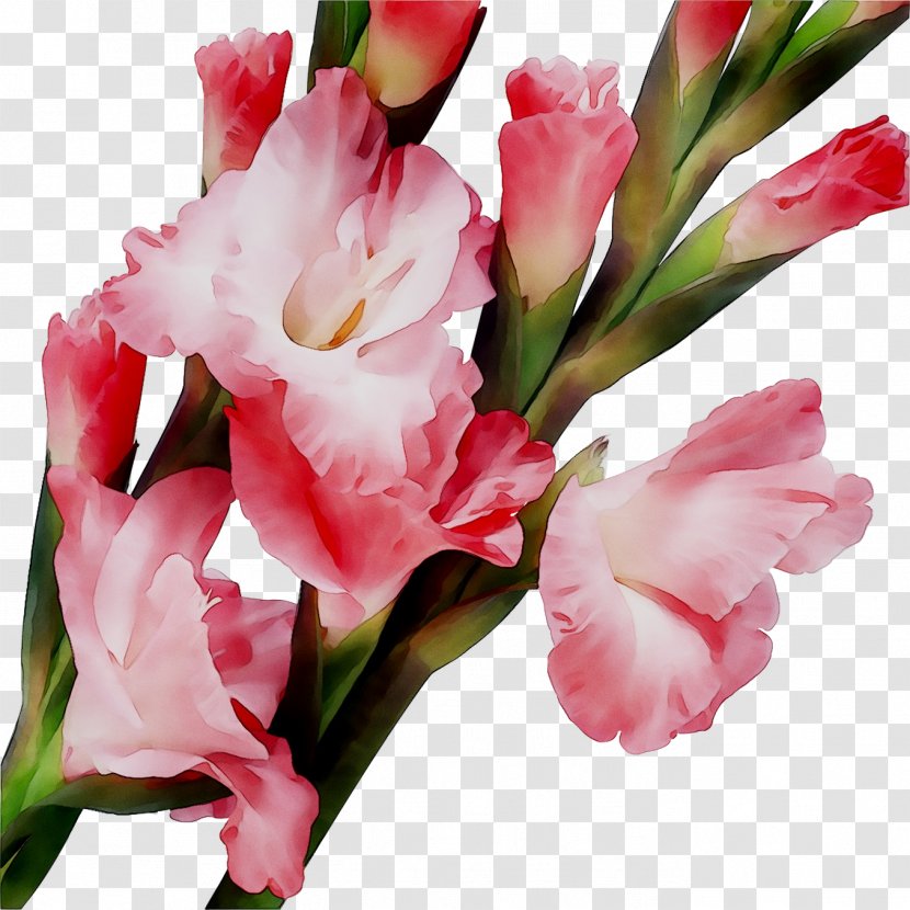 Gladiolus Cut Flowers Flower Bouquet Petal - Oleander Transparent PNG