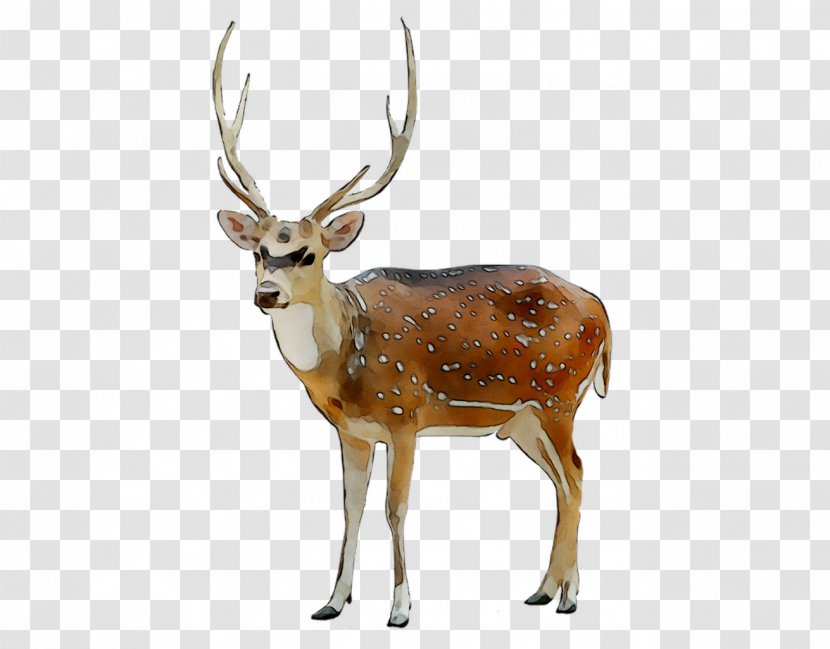 Reindeer Elk White-tailed Deer Antler Transparent PNG