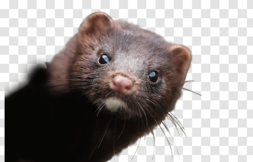 American Mink Stoat Fur Farming Eskimo Dog - Marten - Monitor Transparent PNG