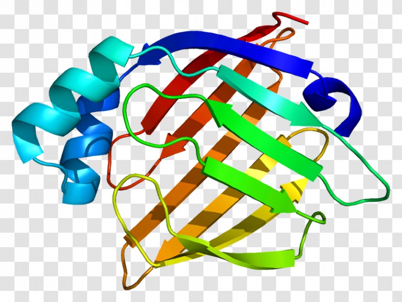 Heart-type Fatty Acid Binding Protein Acid-binding - Cell Membrane - Chain Gene Transparent PNG