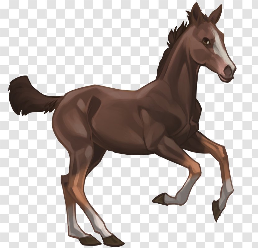 Mustang Foal Stallion Colt Rein - Mane Transparent PNG
