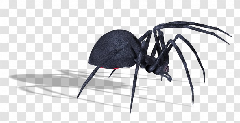 Spider Download - Invertebrate - Black Widow Transparent PNG