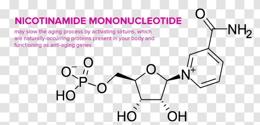 Dietary Supplement Nicotinamide Mononucleotide Lipoic Acid Ascorbic - Watercolor - Reverse Aging Transparent PNG