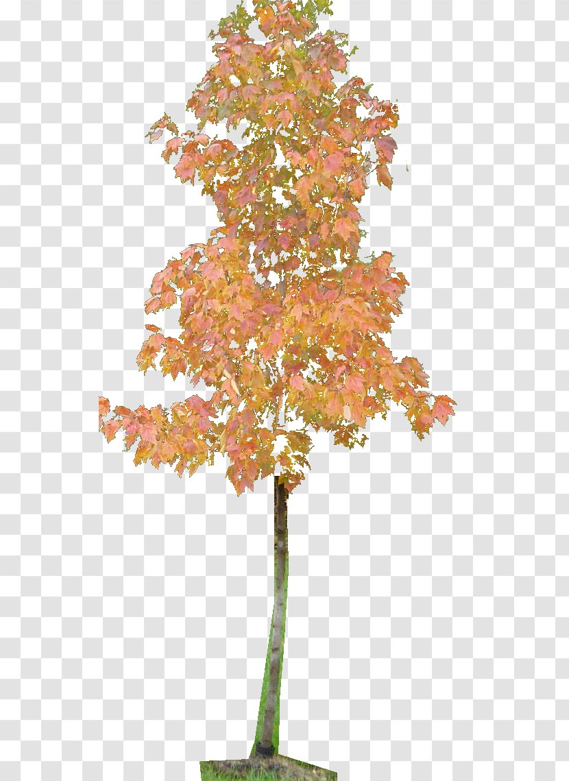 Twig Ginkgo Biloba Plant Stem Leaf Maple - Tree Transparent PNG