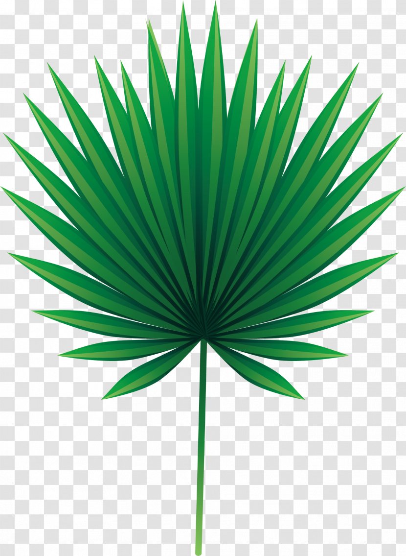 Leaf Arecaceae Asian Palmyra Palm Euclidean Vector - Borassus - Green Leaves Transparent PNG
