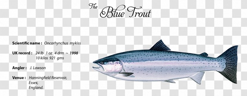 Sardine Trout Fish Products Oily Thunnus Transparent PNG