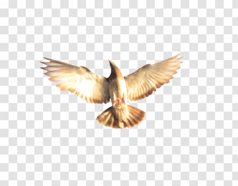 Eagle Beak - Bird Transparent PNG