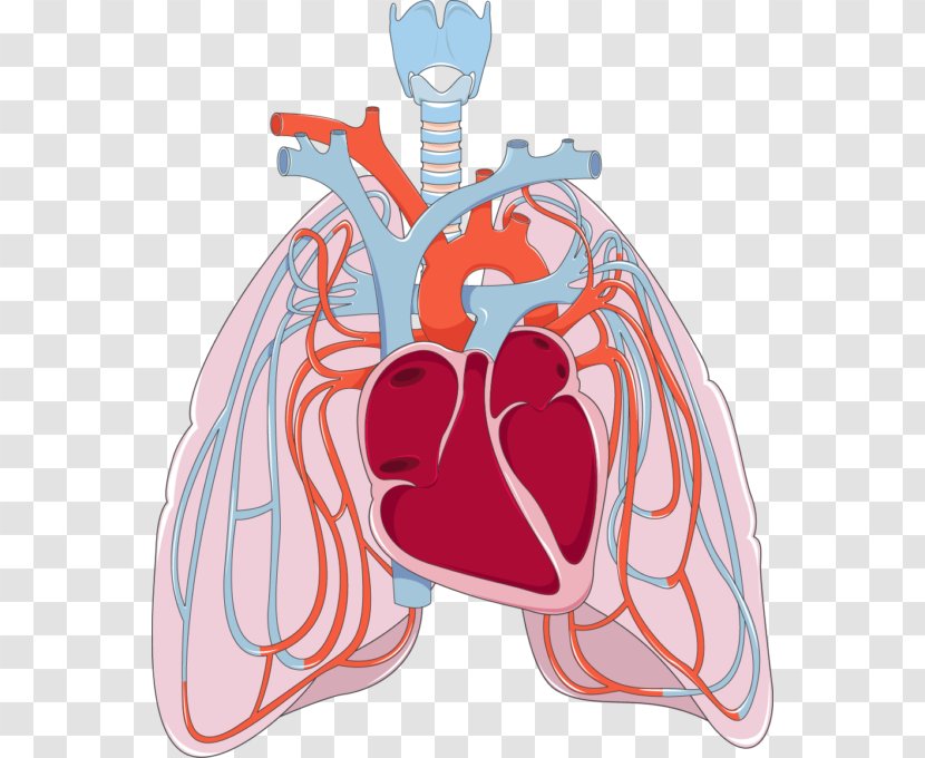 Lung Pulmonary Circulation Bronchus Disease Heart - Watercolor - Creative Lungs Transparent PNG