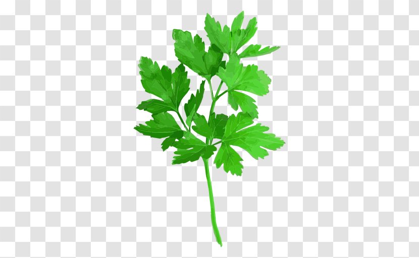 Parsley Coriander Red Curry Thai Cuisine Herb - Tree - Powder Transparent PNG
