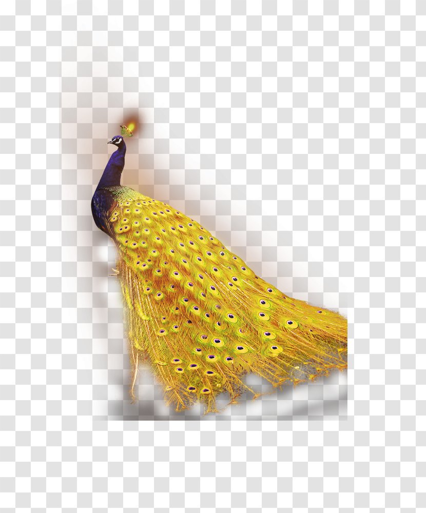 Peafowl Download Android Application Package - Wing - Peacock Transparent PNG