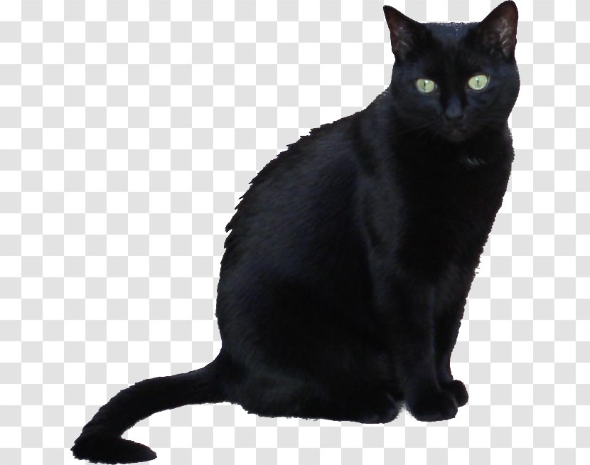 Bombay Cat Korat European Shorthair American Wirehair Chartreux - Havana Brown - Lady Macbeth Dies Transparent PNG