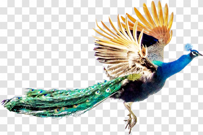 Bird Peafowl Feather - Animal Transparent PNG