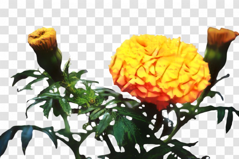 Flowers Background - Garden - Rose Order Plant Stem Transparent PNG