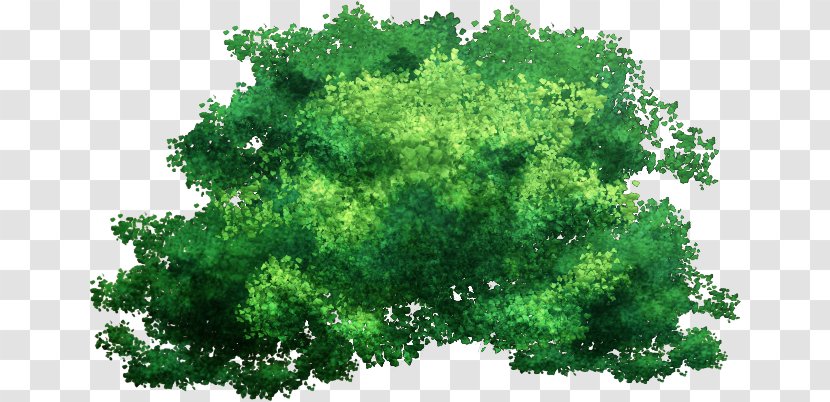 Green Grass Background - Woody Plant - Shrub Plane Transparent PNG