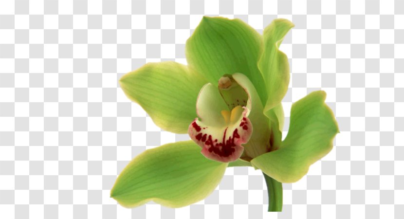Orchids Flower Bouquet Desktop Wallpaper Green - Pink Transparent PNG
