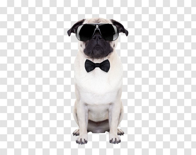 Puggle Sunglasses Stock Photography Puppy - Vision Care - Dog Wearing Transparent PNG