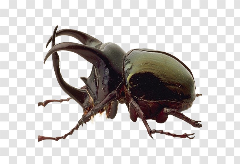Japanese Rhinoceros Beetle Black Color - Organism - Feces Shell Dragonfly Transparent PNG