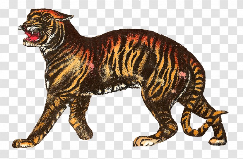 Circus Tiger Drawing Clip Art - Carnivoran Transparent PNG