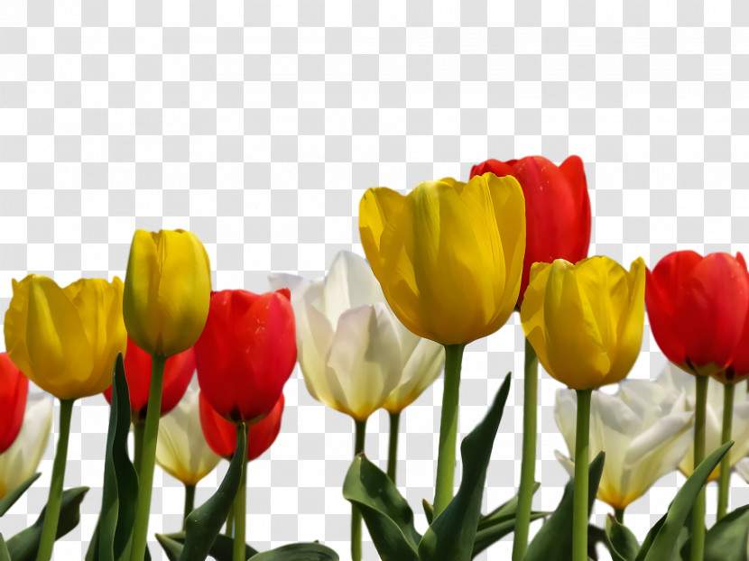 Tulip Plant Stem Petal Yellow Bud Transparent PNG