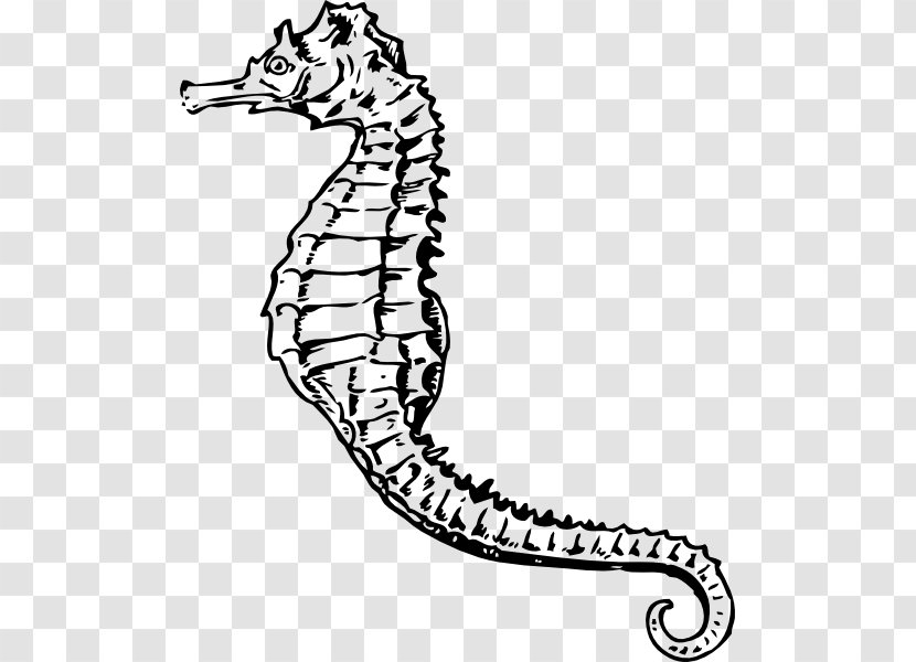 Seahorse Drawing Clip Art - Royaltyfree Transparent PNG