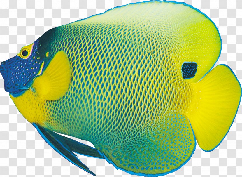 Ornamental Fish Clip Art - Rss Transparent PNG