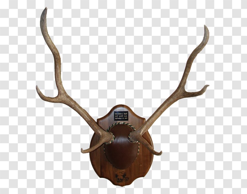 Deer Antler Trophy Hunting Horn Animal Product - Antlers Transparent PNG