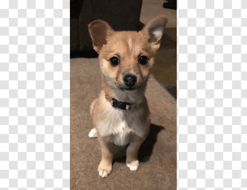 Corgi-Chihuahua Rare Breed (dog) Puppy Dog - Group Transparent PNG