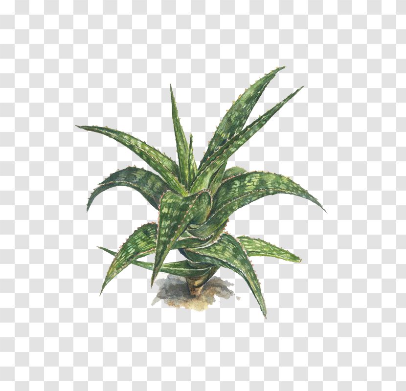 Watercolor Painting Aloe Succulent Plant Illustration - Flowerpot - Effects Of Transparent PNG
