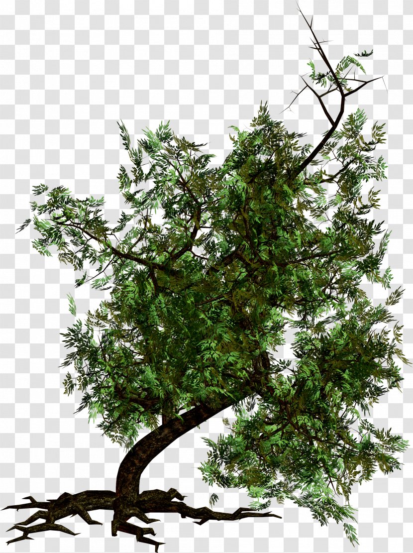Tree Image - Woody Plant - Twig Transparent PNG